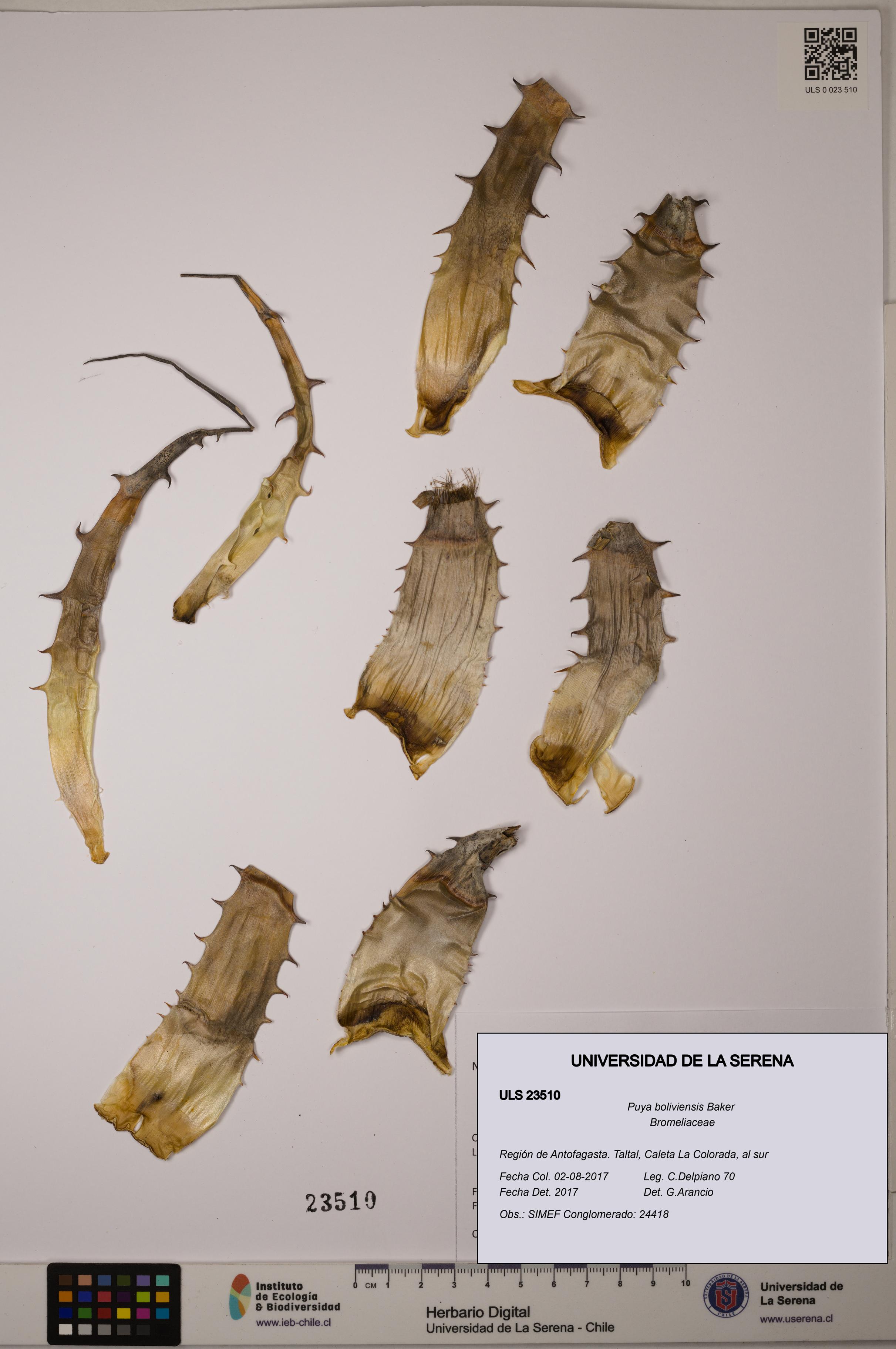 Puya boliviensis [Espécimen: ULS:ULS:0023510]