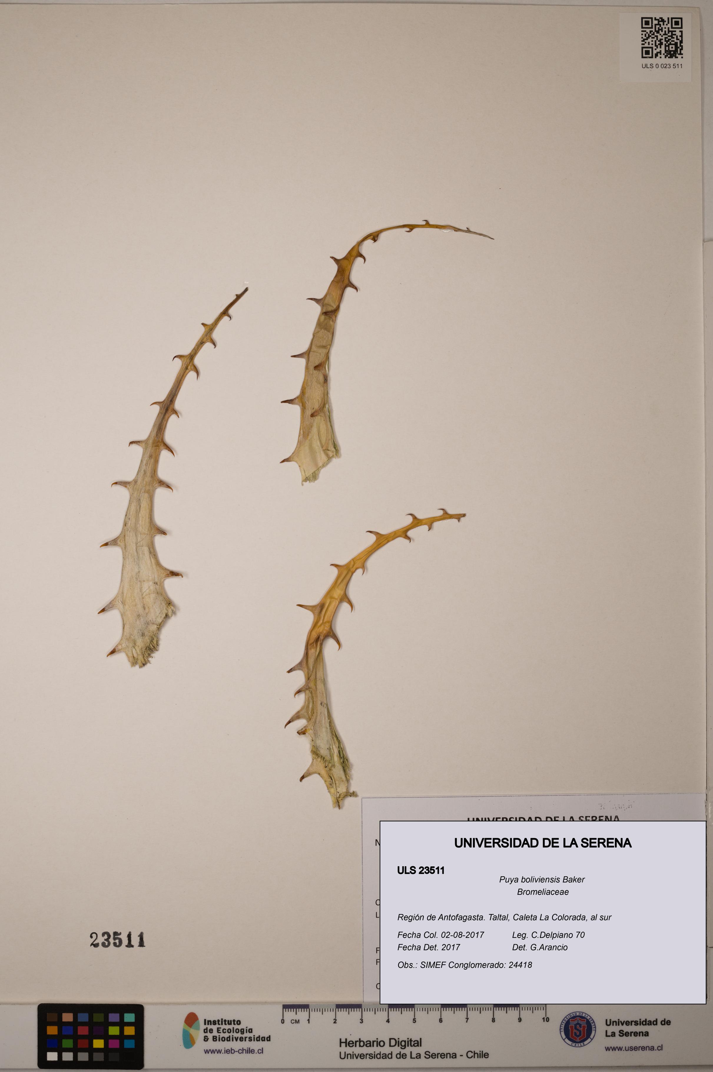 Puya boliviensis [Espécimen: ULS:ULS:0023511]