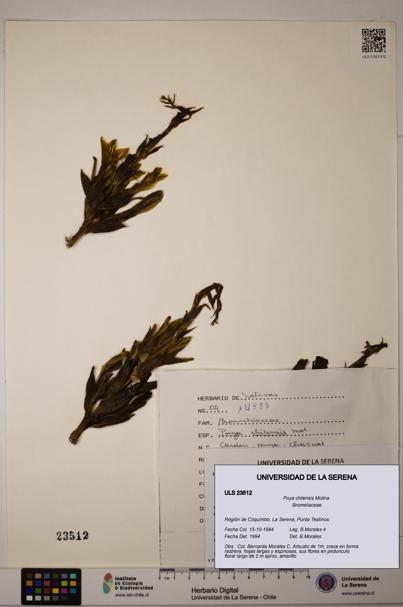 Puya chilensis [Espécimen: ULS:ULS:0023512]