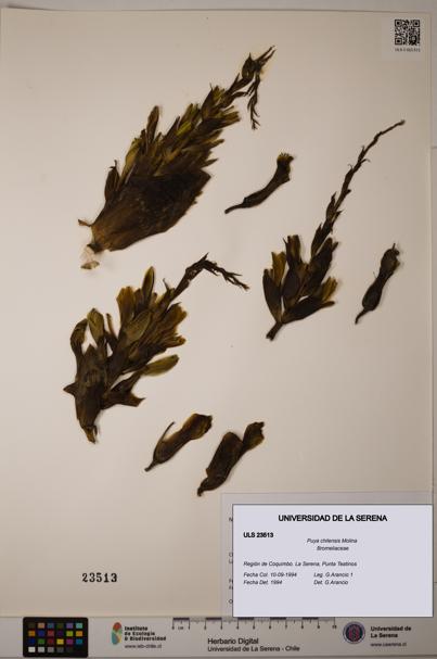 Puya chilensis [Espécimen: ULS:ULS:0023513]