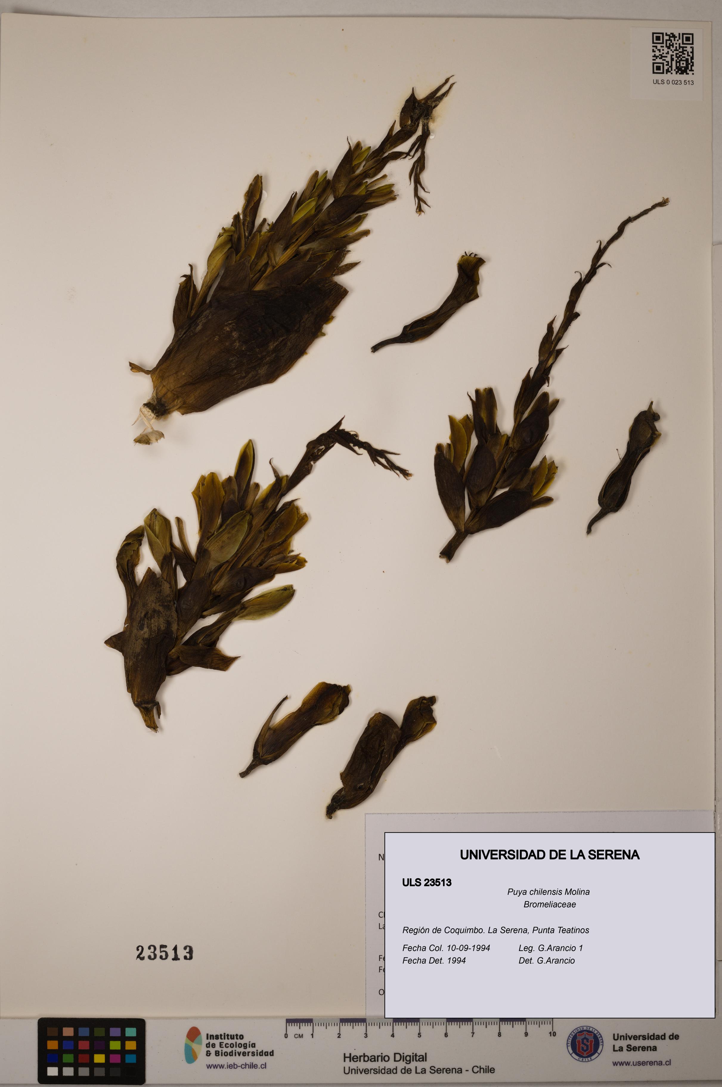 Puya chilensis [Espécimen: ULS:ULS:0023513]