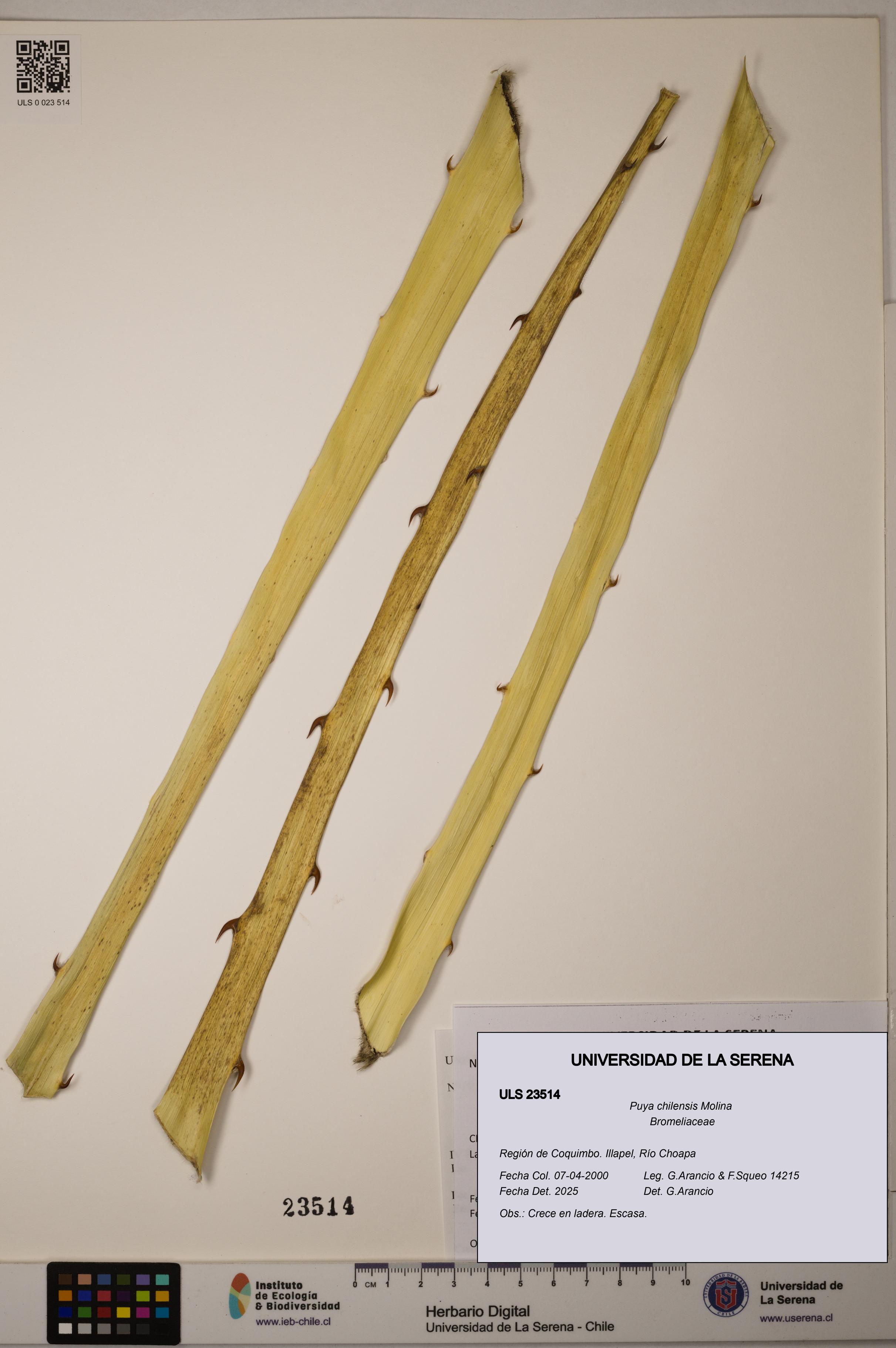 Puya chilensis [Espécimen: ULS:ULS:0023514]