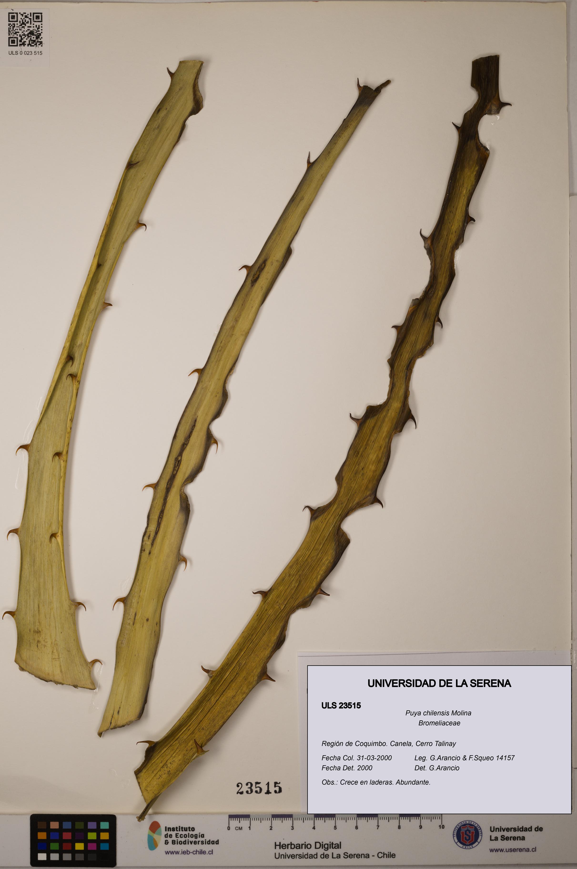 Puya chilensis [Espécimen: ULS:ULS:0023515]