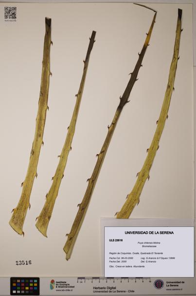 Puya chilensis [Espécimen: ULS:ULS:0023516]
