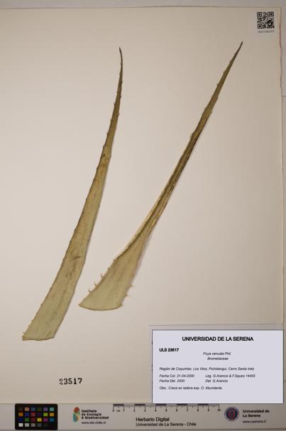 Puya venusta [Espécimen: ULS:ULS:0023517]