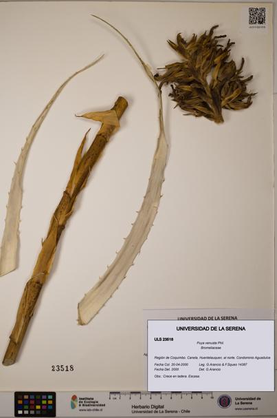 Puya venusta [Espécimen: ULS:ULS:0023518]