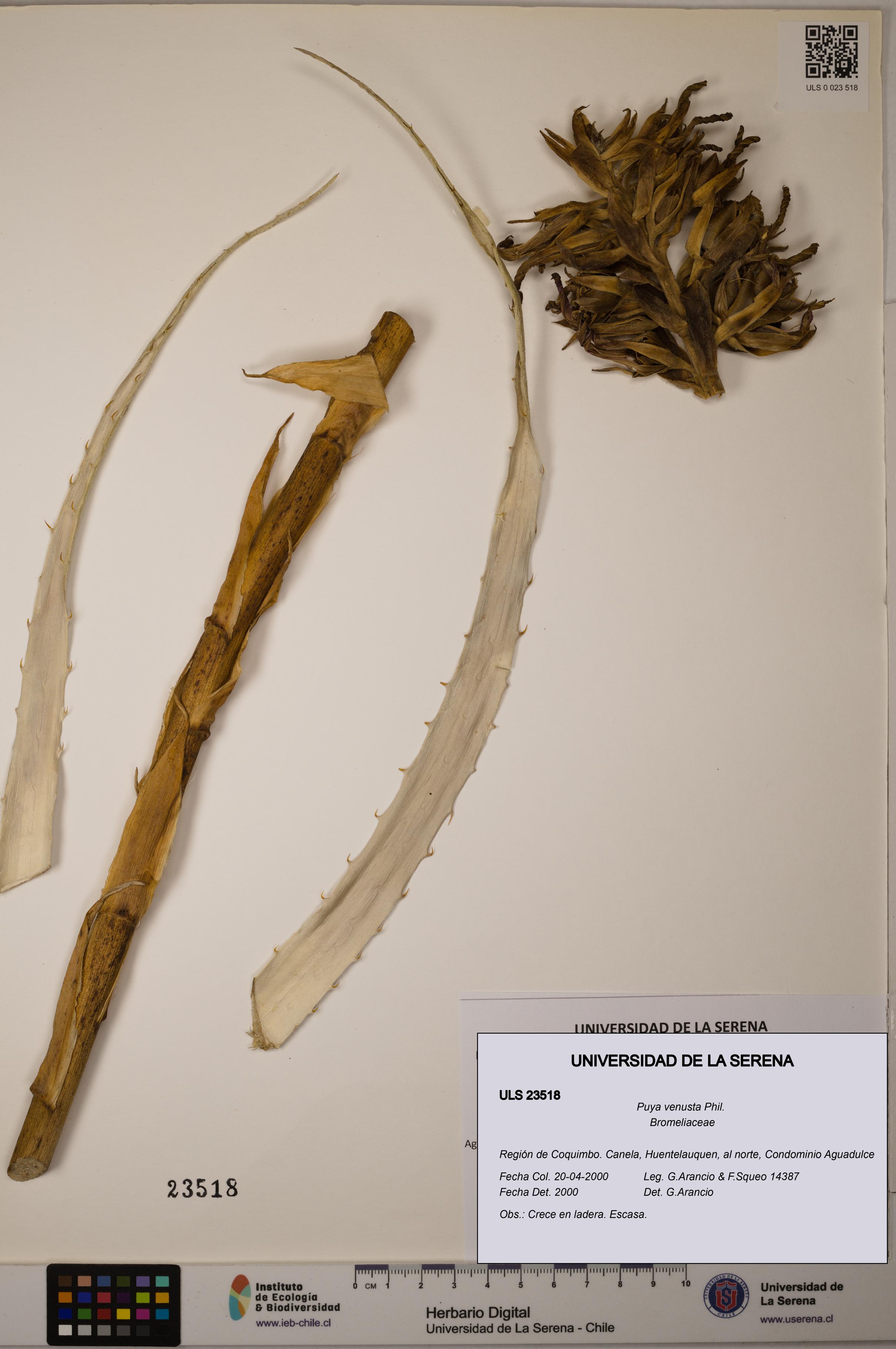 Puya venusta [Espécimen: ULS:ULS:0023518]