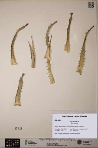Puya venusta [Espécimen: ULS:ULS:0023519]