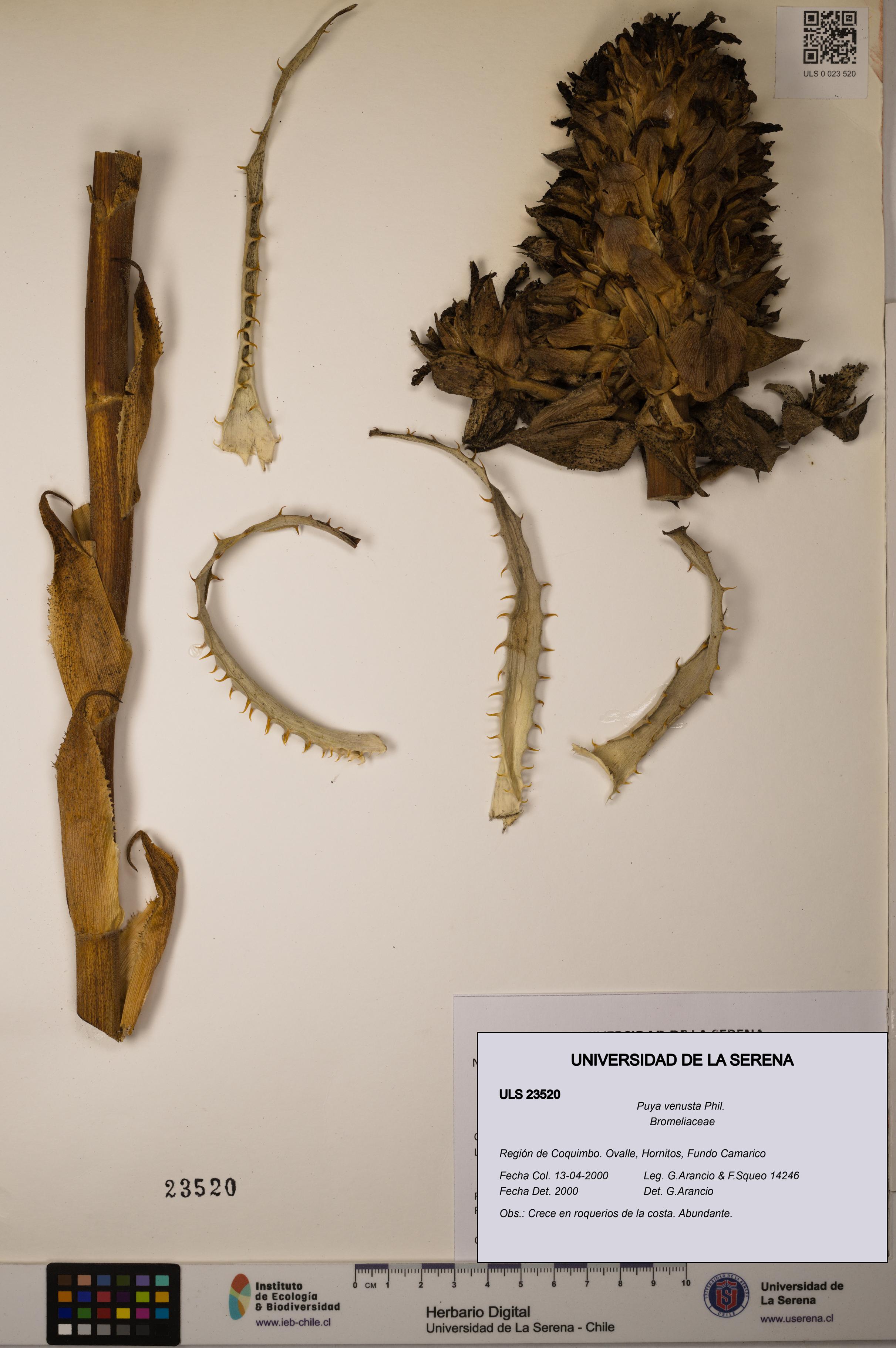 Puya venusta [Espécimen: ULS:ULS:0023520]