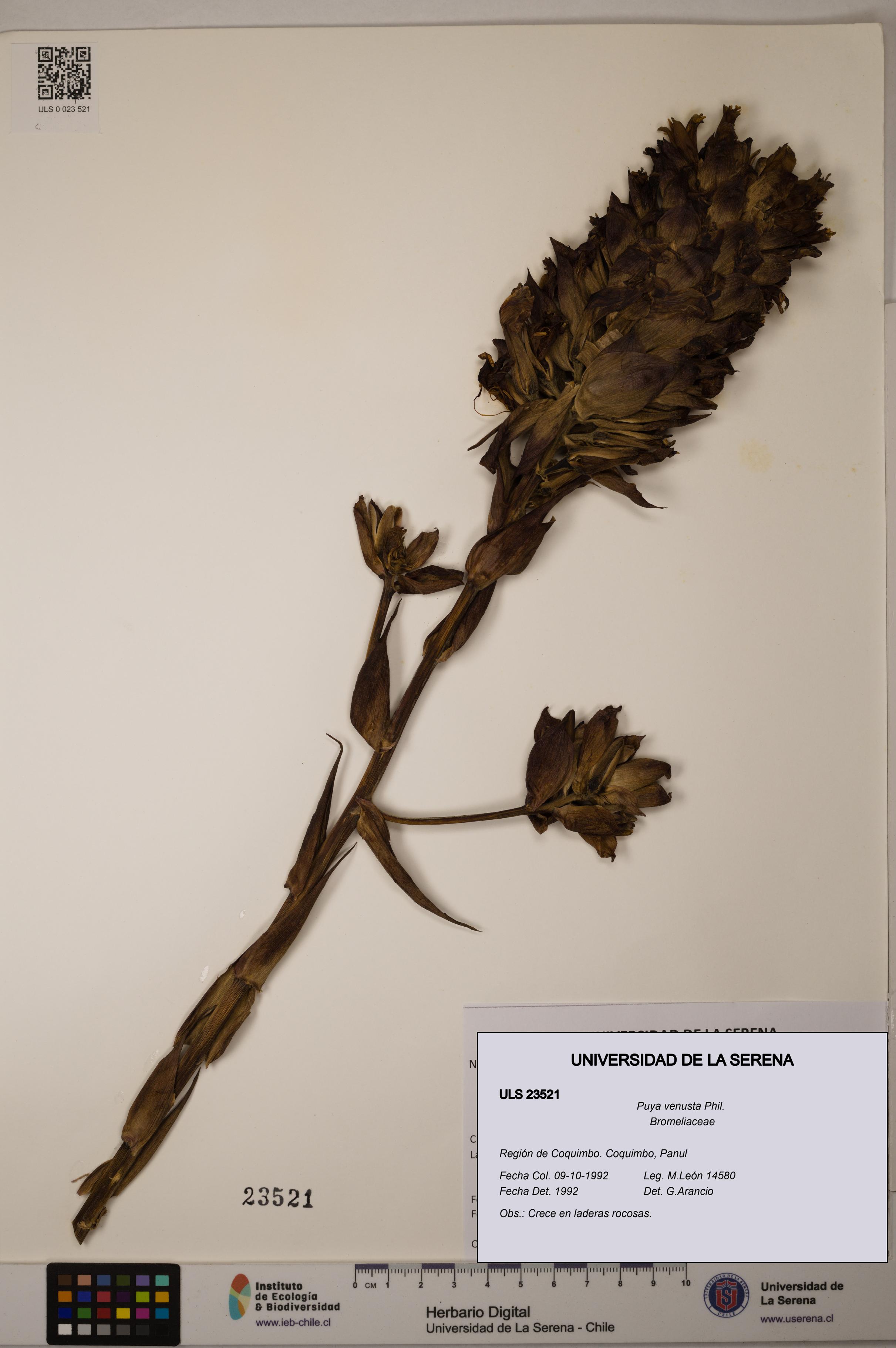 Puya venusta [Espécimen: ULS:ULS:0023521]