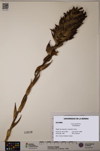 Puya venusta [Espécimen: ULS:ULS:0023522]