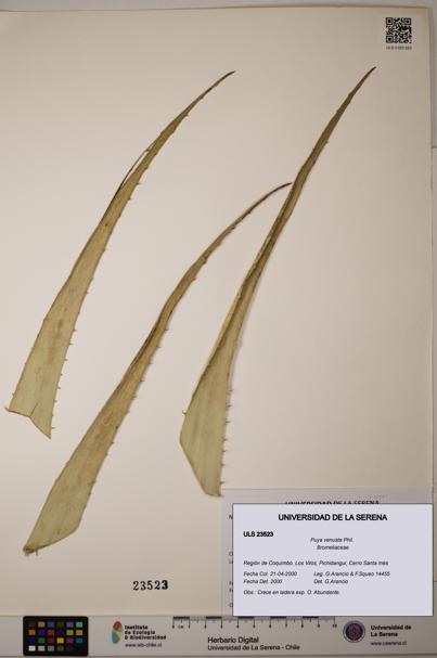 Puya venusta [Espécimen: ULS:ULS:0023523]