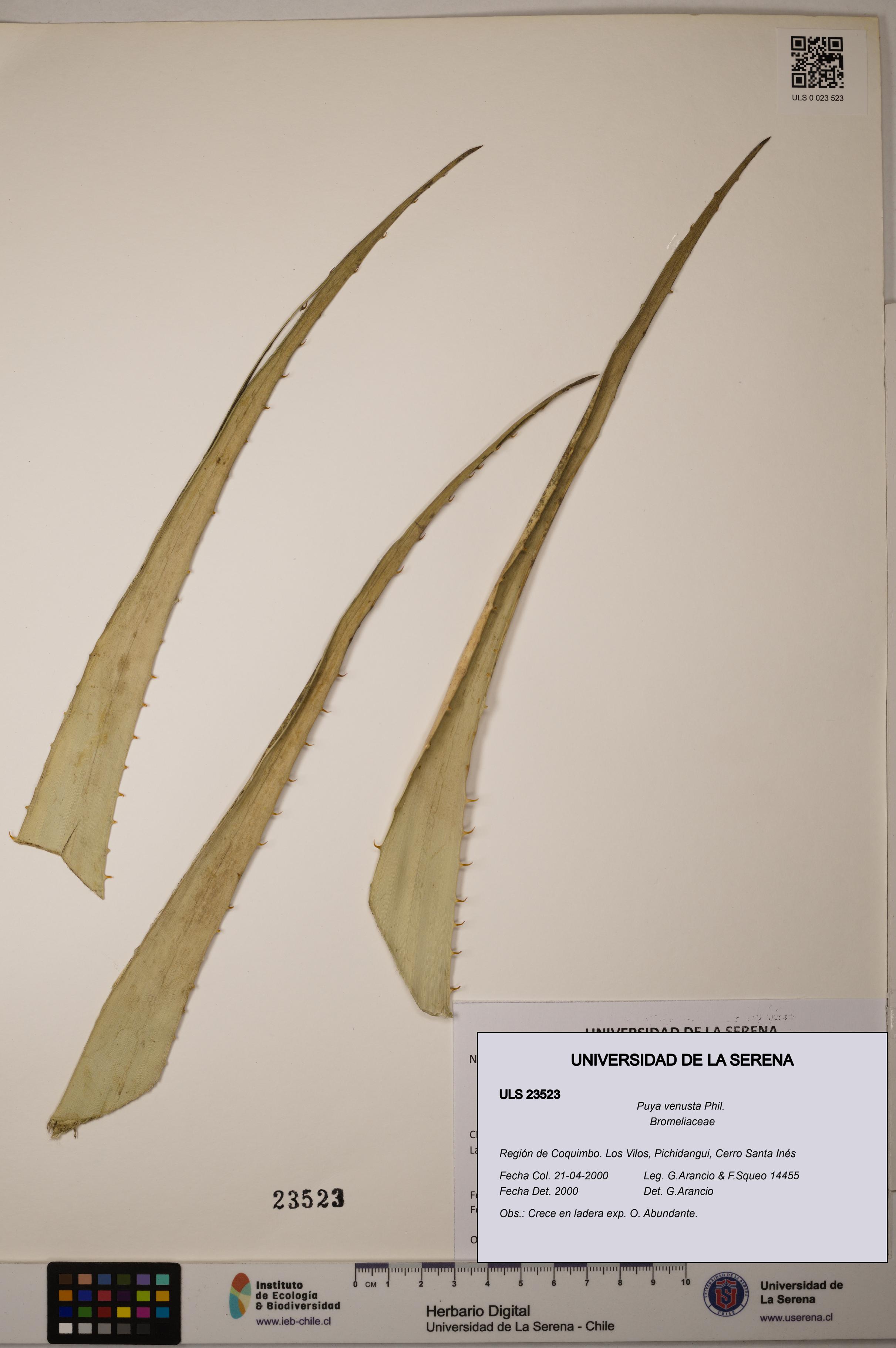 Puya venusta [Espécimen: ULS:ULS:0023523]