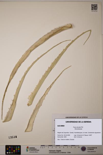 Puya venusta [Espécimen: ULS:ULS:0023524]