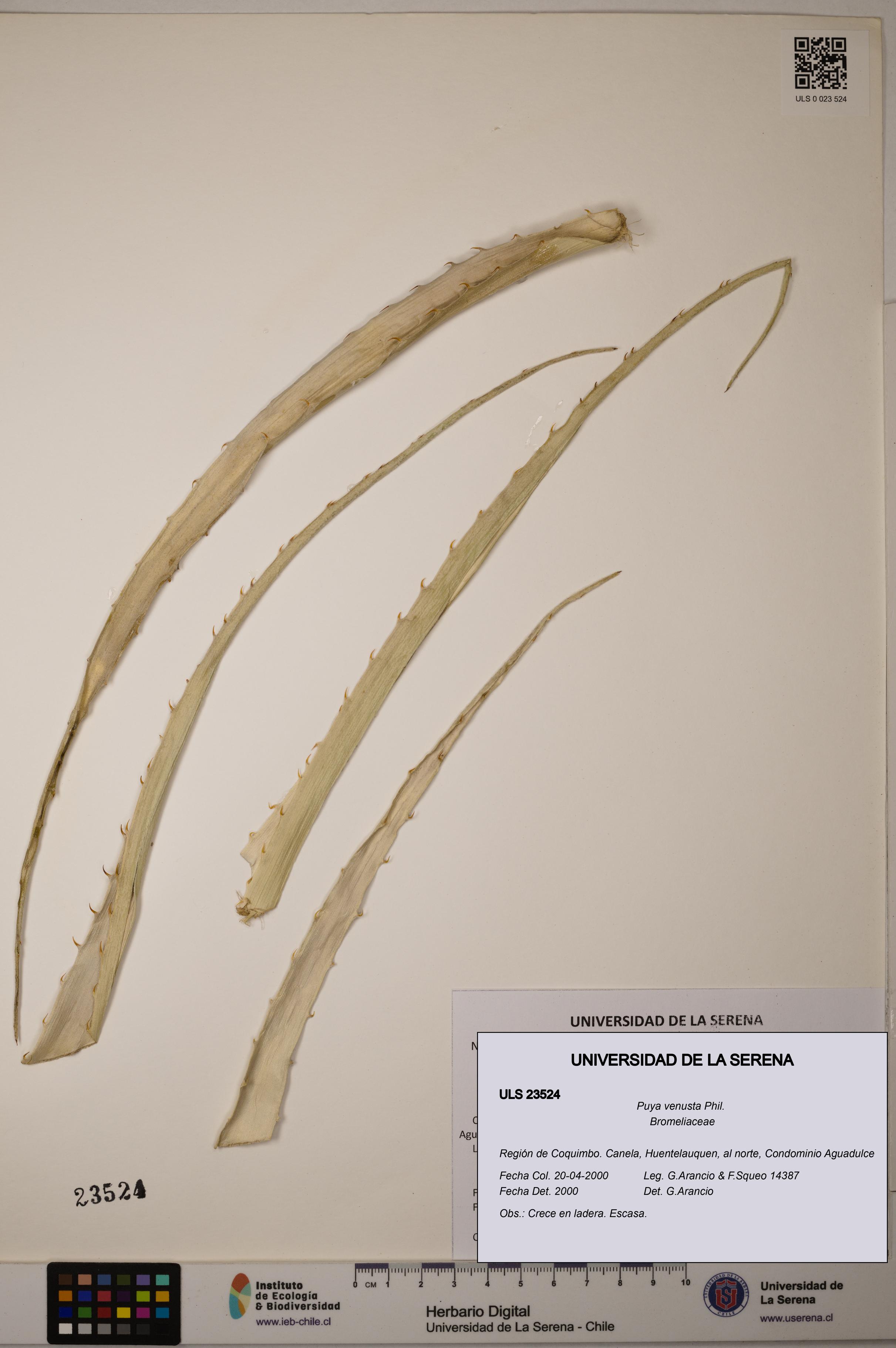 Puya venusta [Espécimen: ULS:ULS:0023524]
