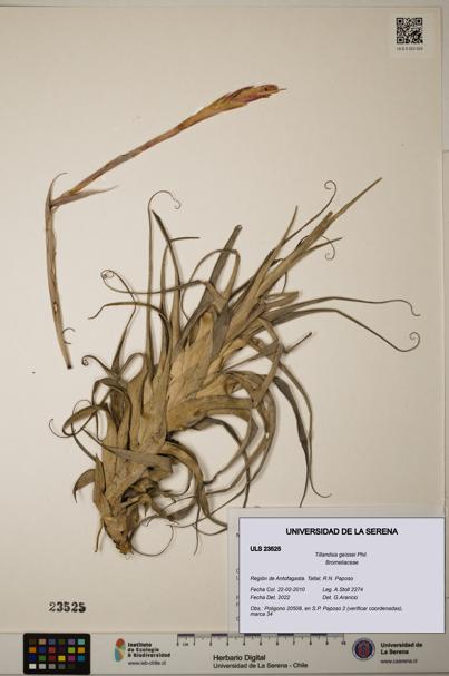 Tillandsia geissei [Espécimen: ULS:ULS:0023525]