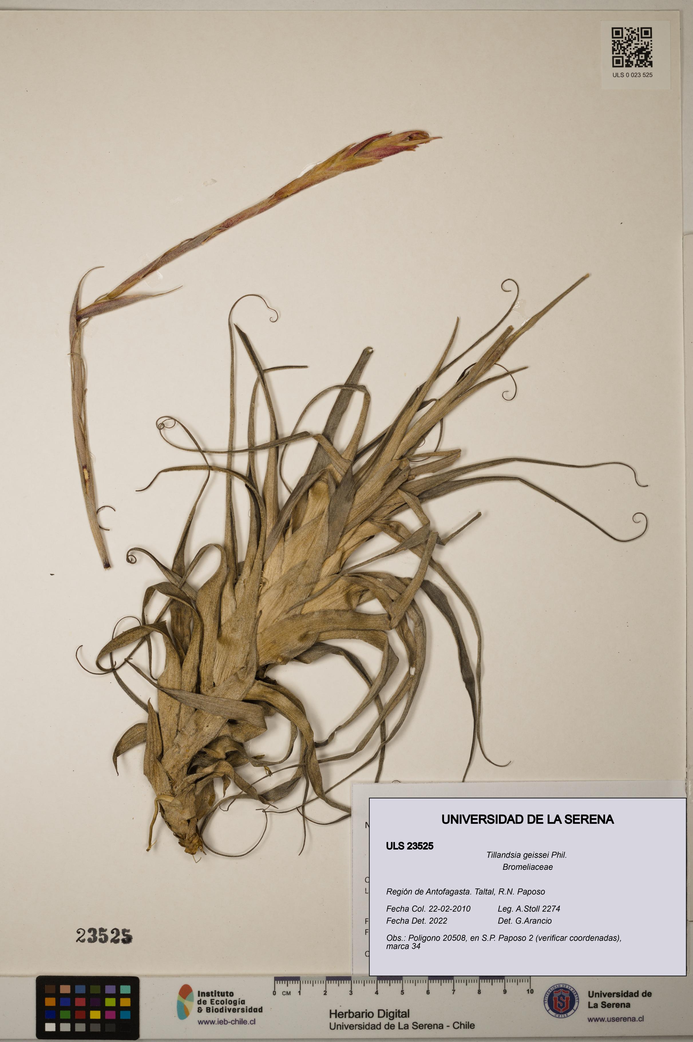 Tillandsia geissei [Espécimen: ULS:ULS:0023525]