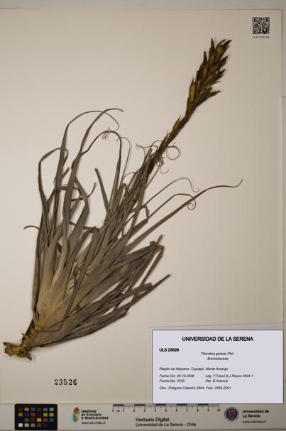 Tillandsia geissei [Espécimen: ULS:ULS:0023526]