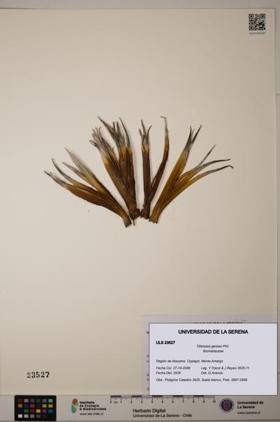 Tillandsia geissei [Espécimen: ULS:ULS:0023527]