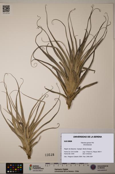 Tillandsia geissei [Espécimen: ULS:ULS:0023528]