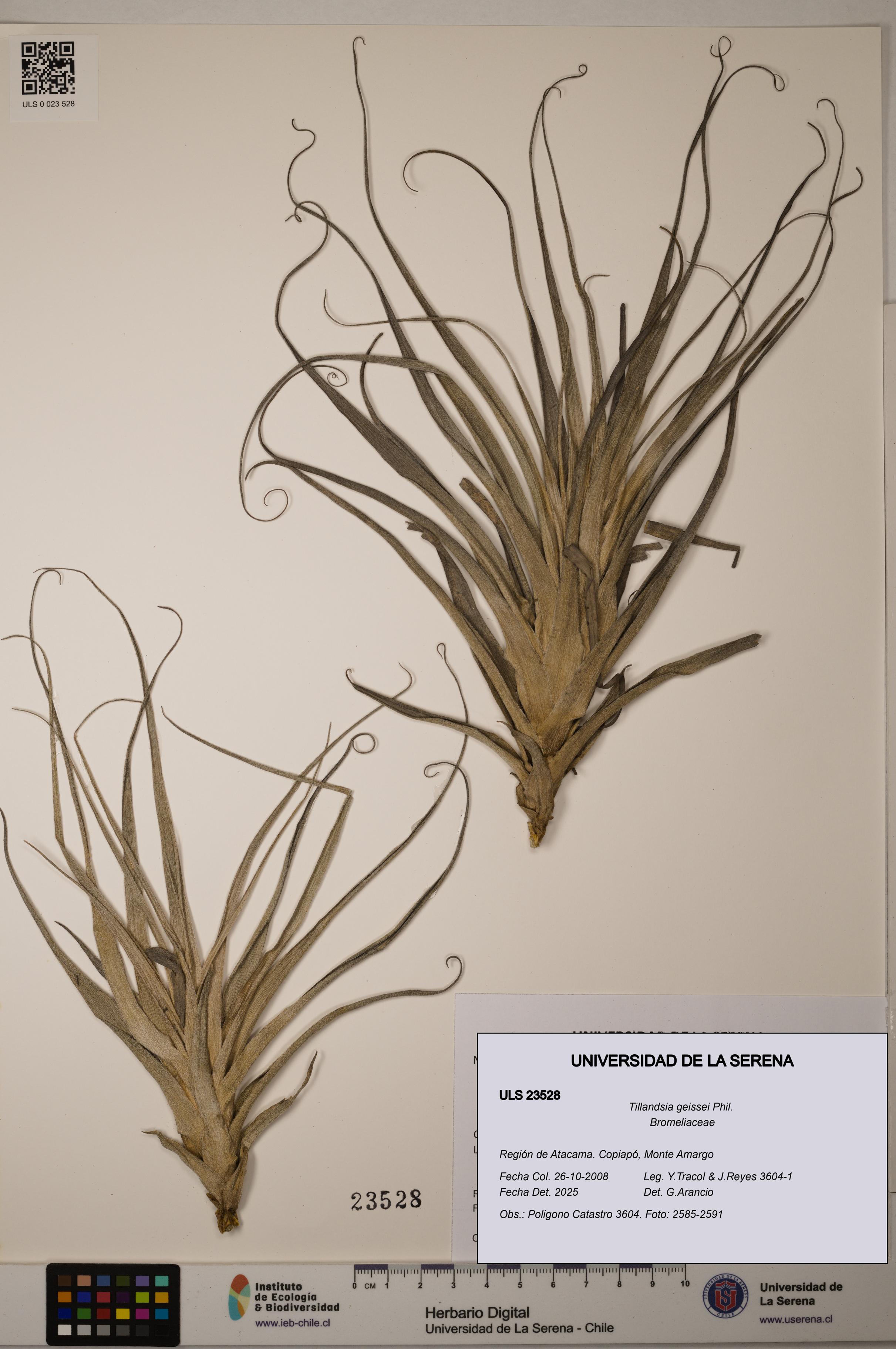 Tillandsia geissei [Espécimen: ULS:ULS:0023528]