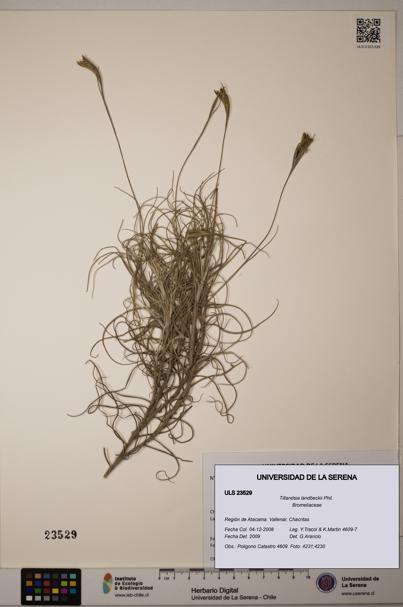 Tillandsia landbeckii [Espécimen: ULS:ULS:0023529]