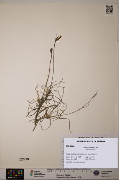 Tillandsia landbeckii [Espécimen: ULS:ULS:0023530]