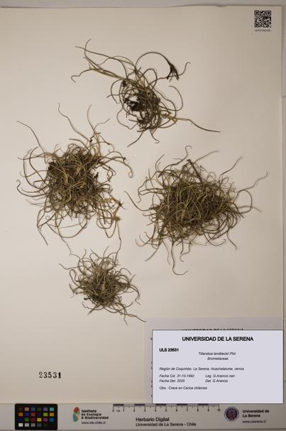 Tillandsia landbeckii [Espécimen: ULS:ULS:0023531]