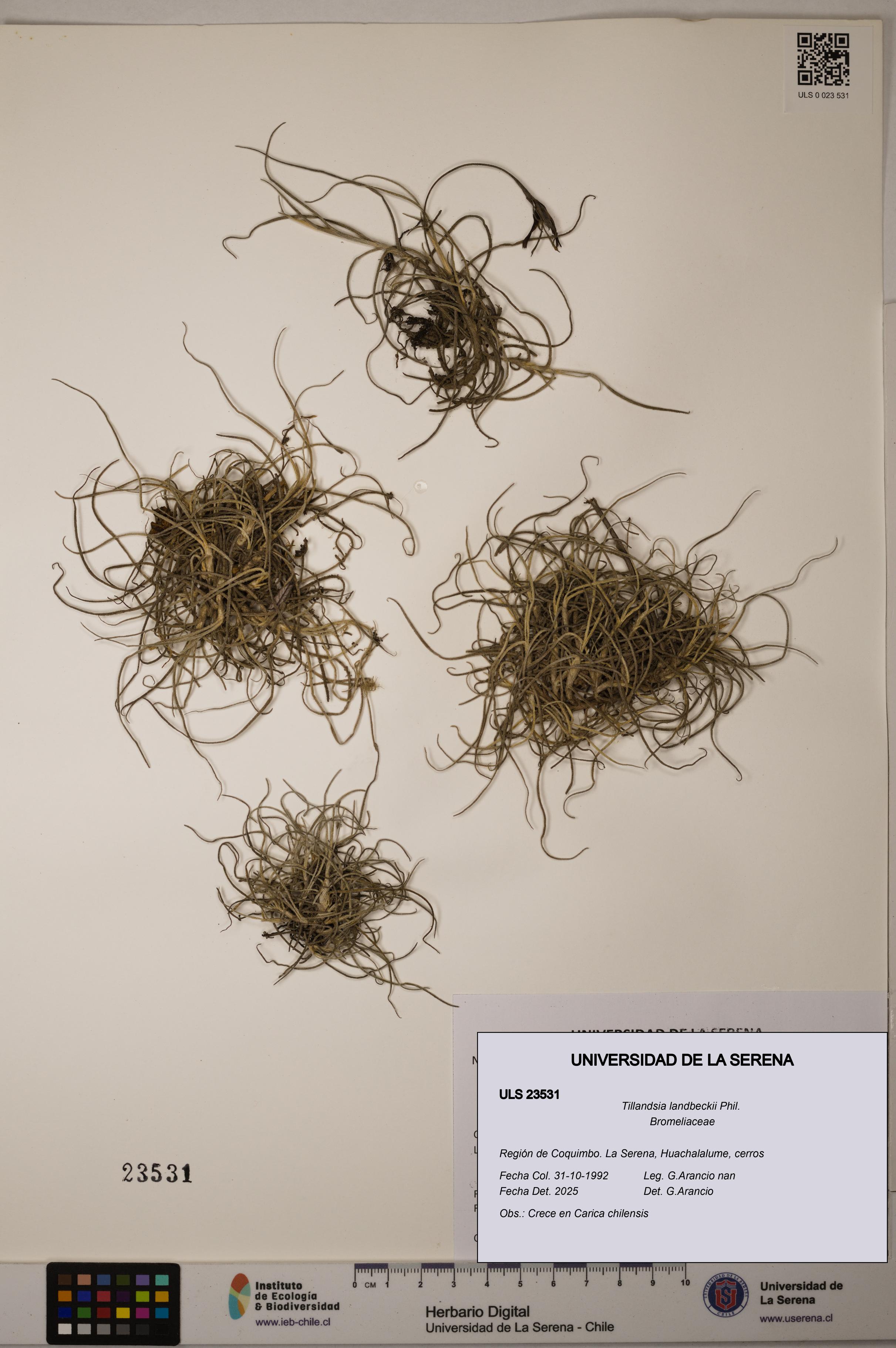 Tillandsia landbeckii [Espécimen: ULS:ULS:0023531]