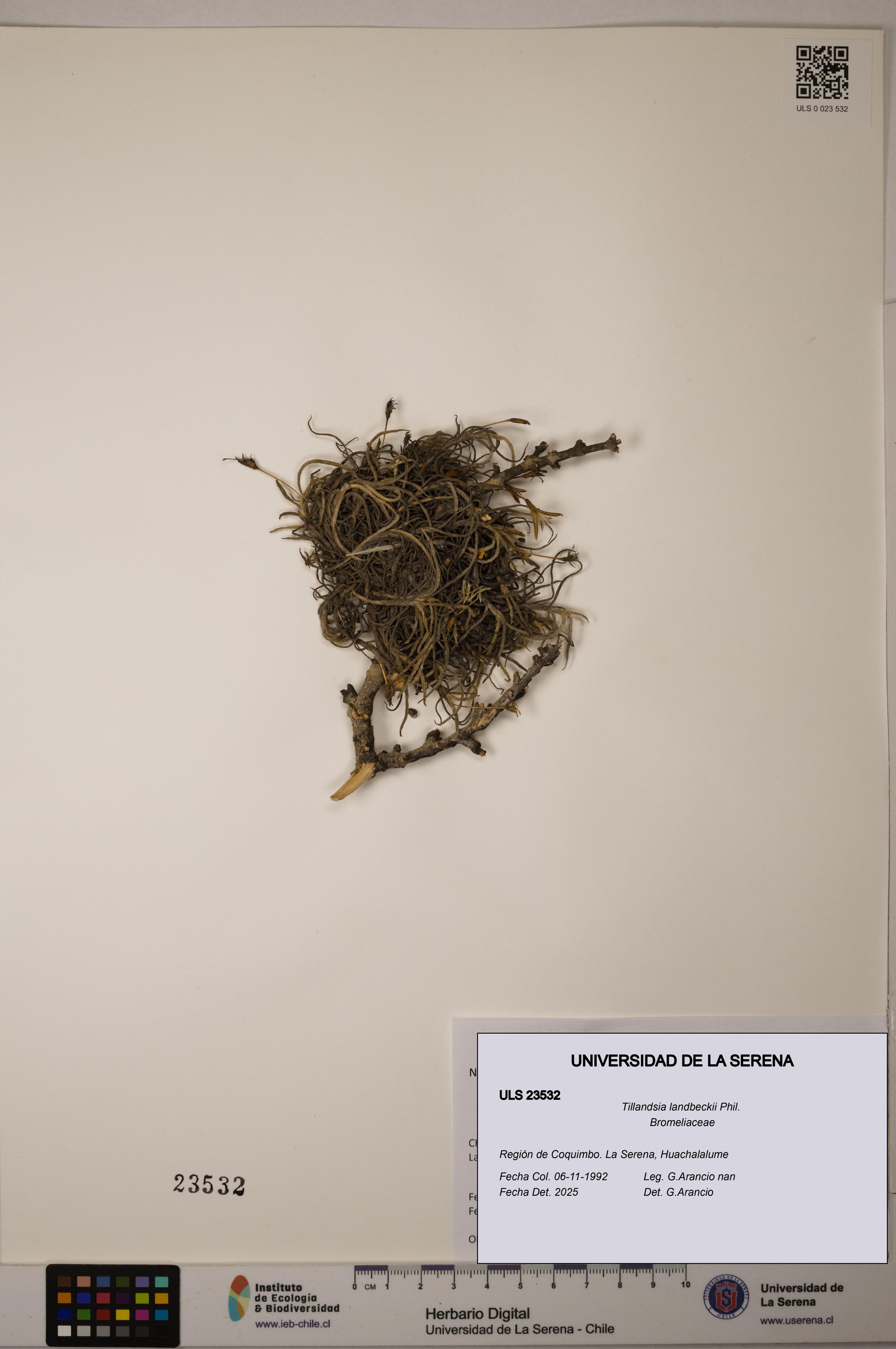 Tillandsia landbeckii [Espécimen: ULS:ULS:0023532]