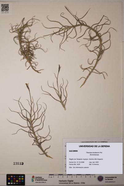 Tillandsia landbeckii [Espécimen: ULS:ULS:0023533]