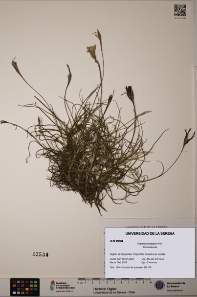 Tillandsia landbeckii [Espécimen: ULS:ULS:0023534]