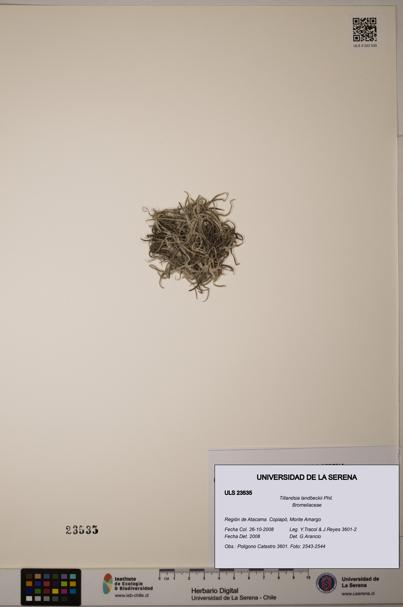 Tillandsia landbeckii [Espécimen: ULS:ULS:0023535]