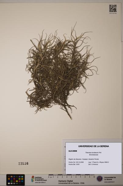 Tillandsia landbeckii [Espécimen: ULS:ULS:0023536]