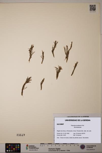 Tillandsia landbeckii [Espécimen: ULS:ULS:0023537]