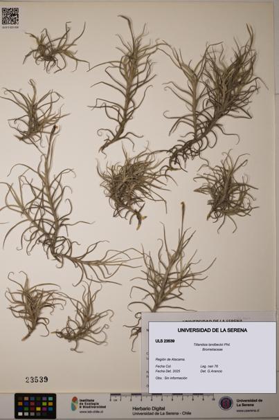 Tillandsia landbeckii [Espécimen: ULS:ULS:0023539]