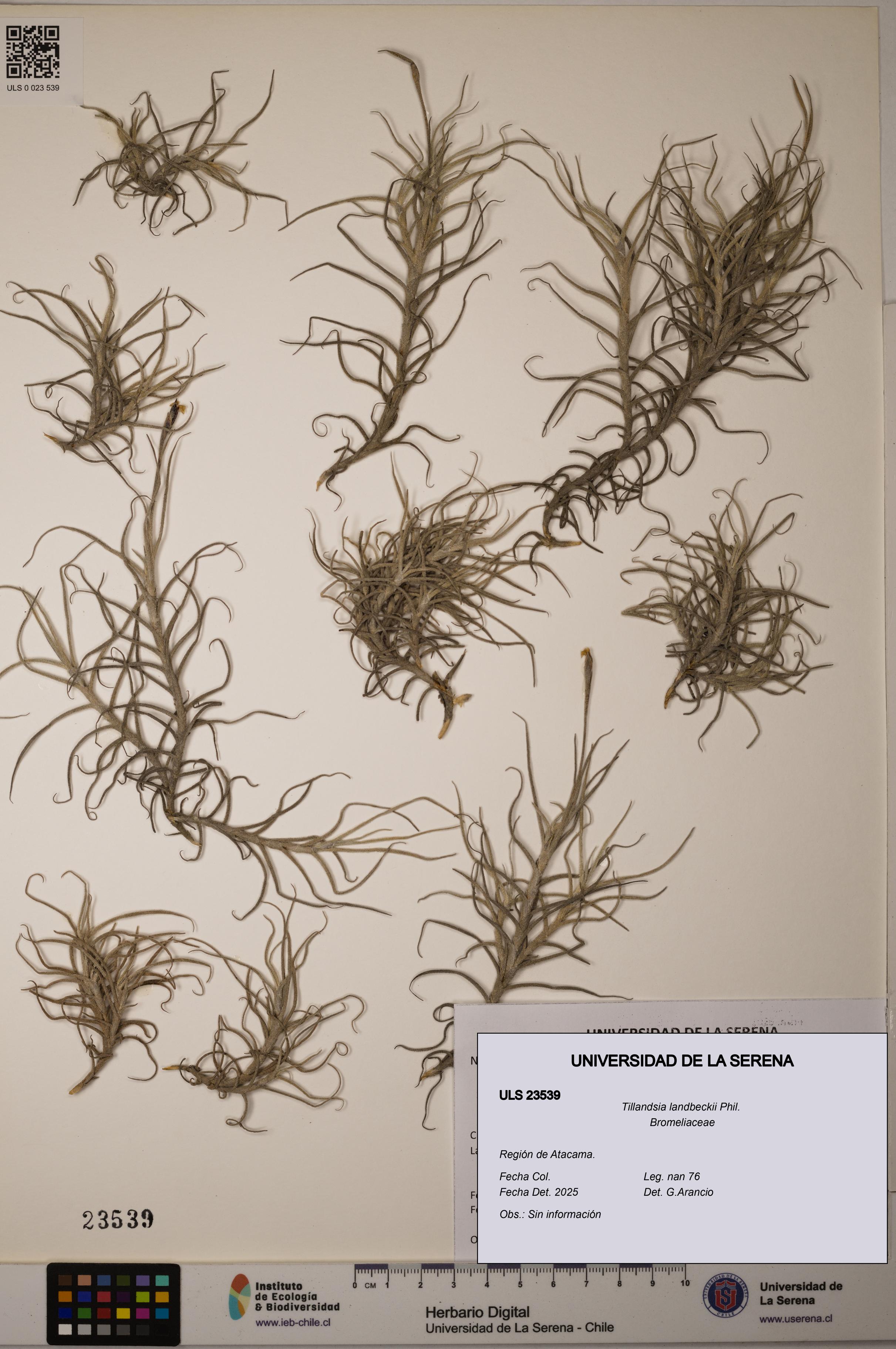 Tillandsia landbeckii [Espécimen: ULS:ULS:0023539]
