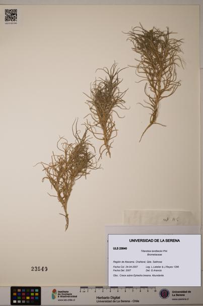 Tillandsia landbeckii [Espécimen: ULS:ULS:0023540]