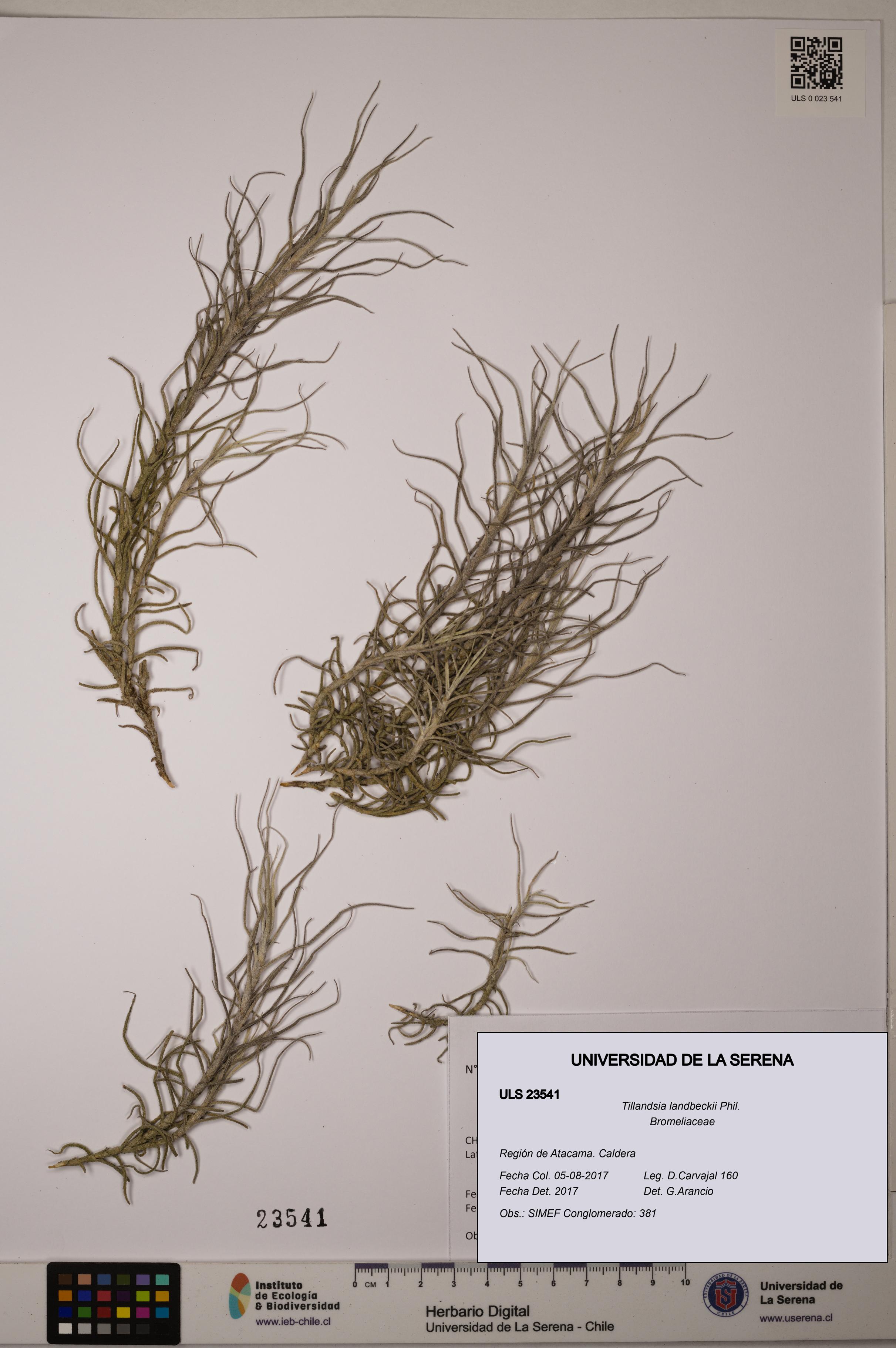 Tillandsia landbeckii [Espécimen: ULS:ULS:0023541]