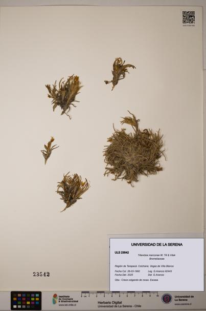 Tillandsia marconae [Espécimen: ULS:ULS:0023542]