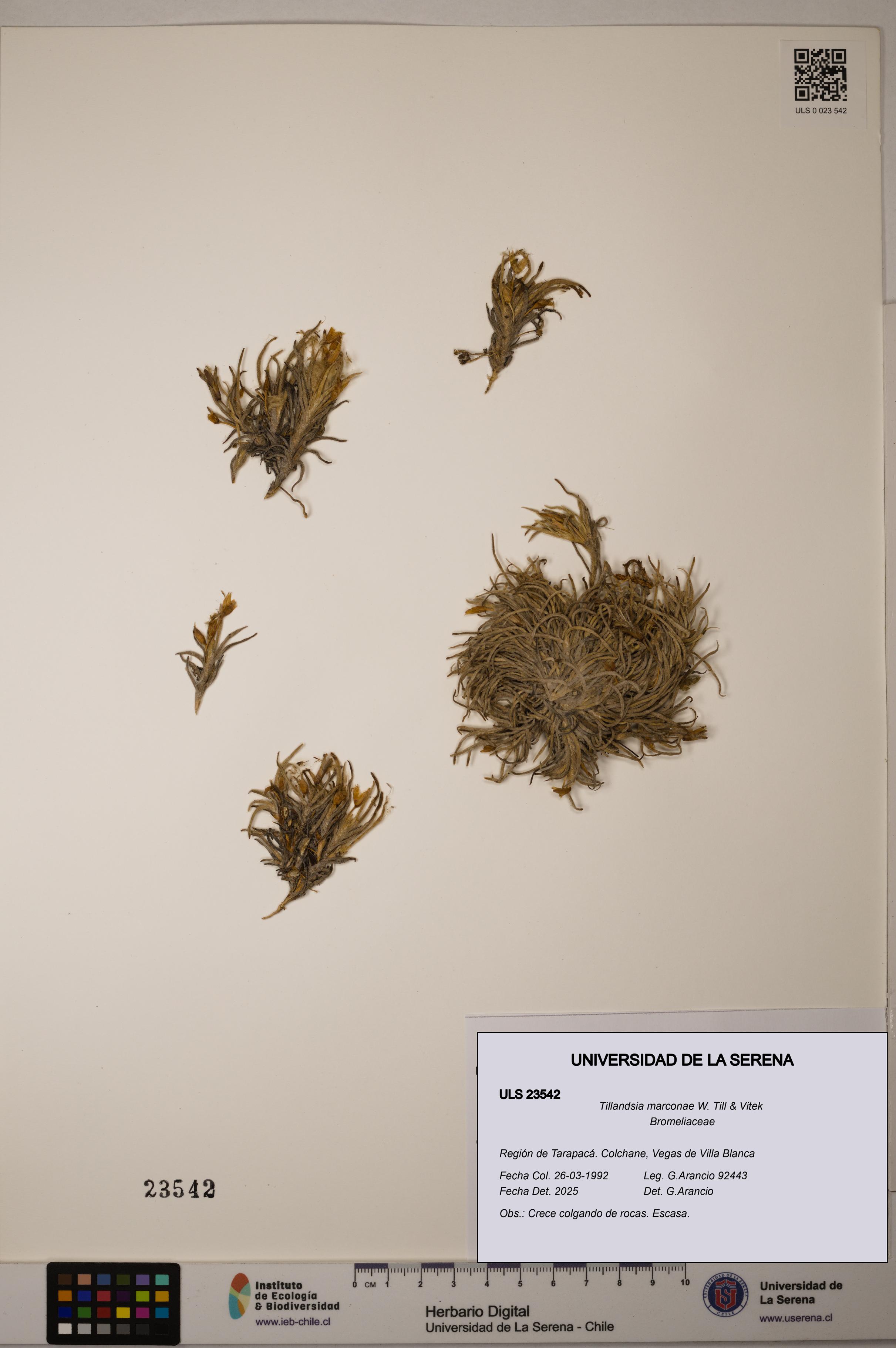 Tillandsia marconae [Espécimen: ULS:ULS:0023542]