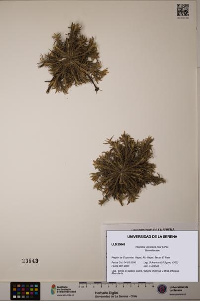 Tillandsia virescens [Espécimen: ULS:ULS:0023543]