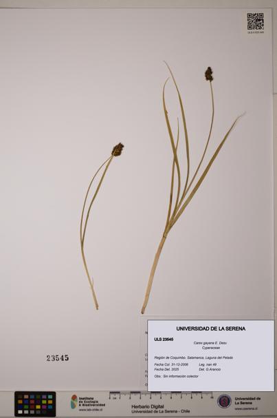 Carex gayana [Espécimen: ULS:ULS:0023545]