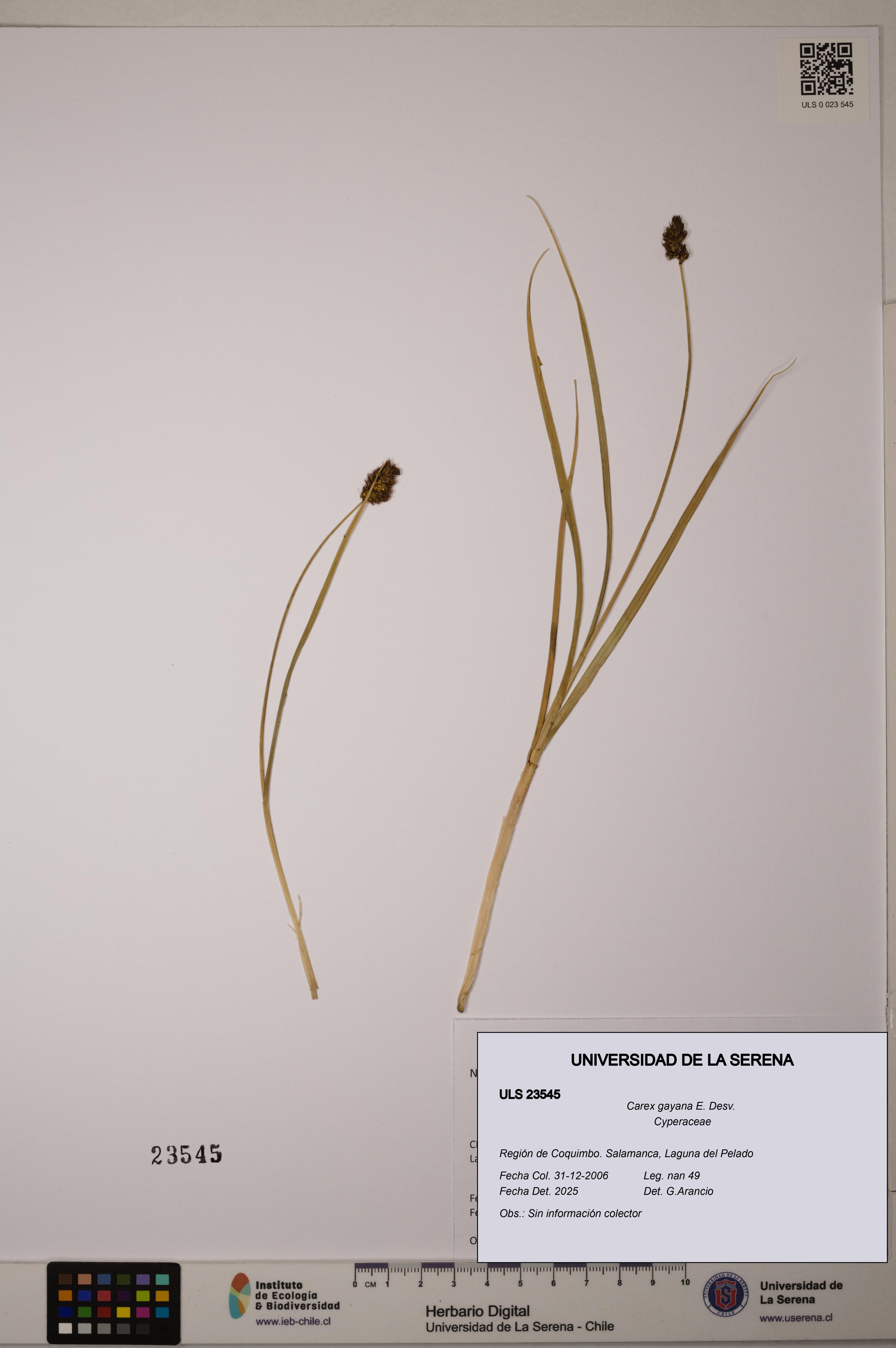 Carex gayana [Espécimen: ULS:ULS:0023545]