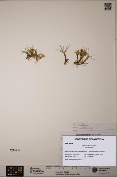 Carex gayana [Espécimen: ULS:ULS:0023546]