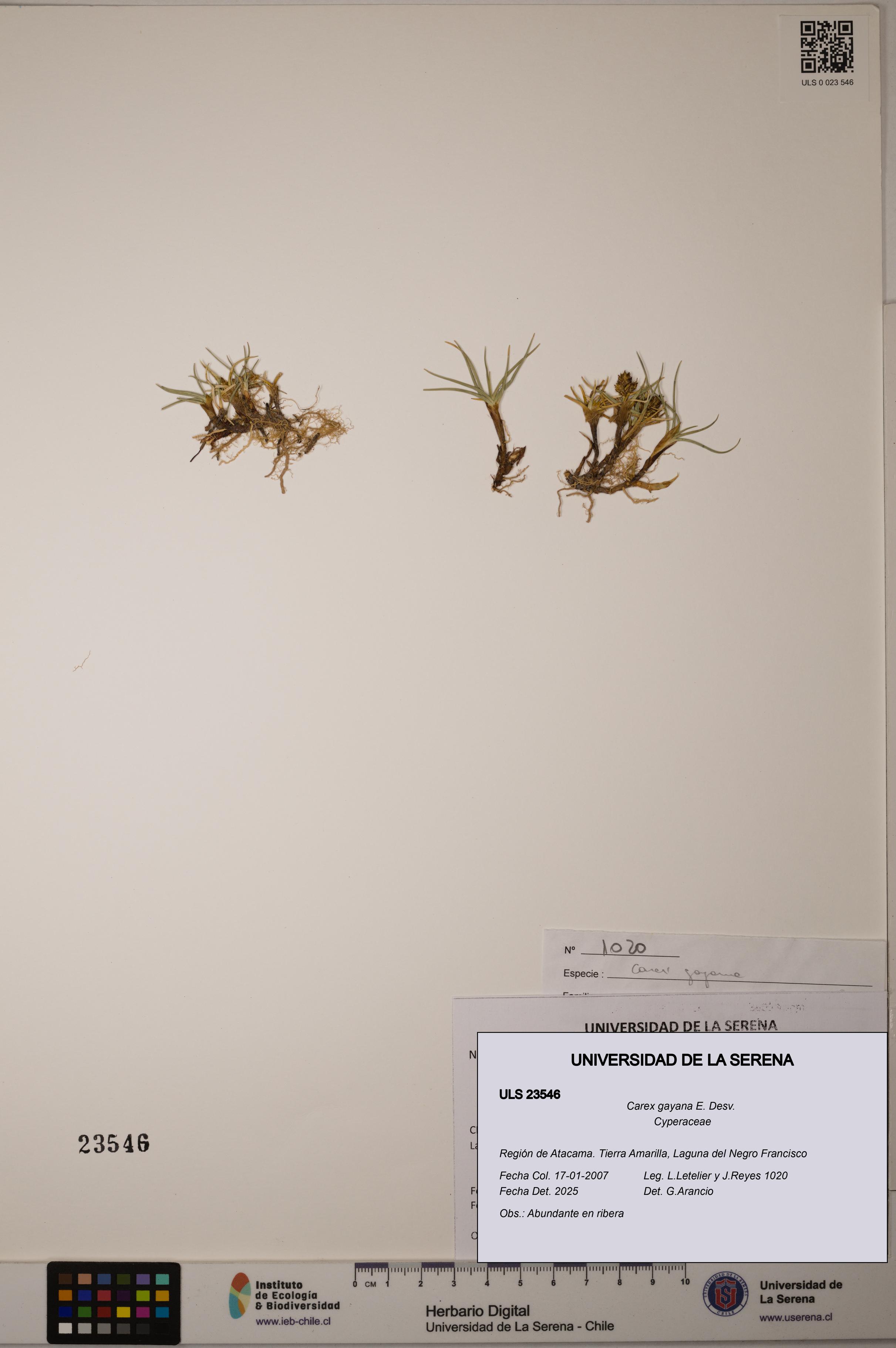 Carex gayana [Espécimen: ULS:ULS:0023546]