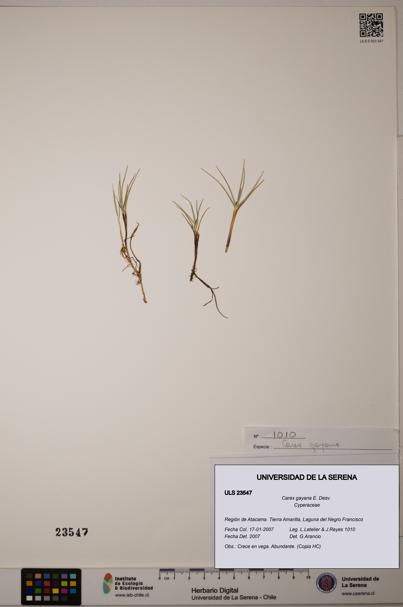 Carex gayana [Espécimen: ULS:ULS:0023547]