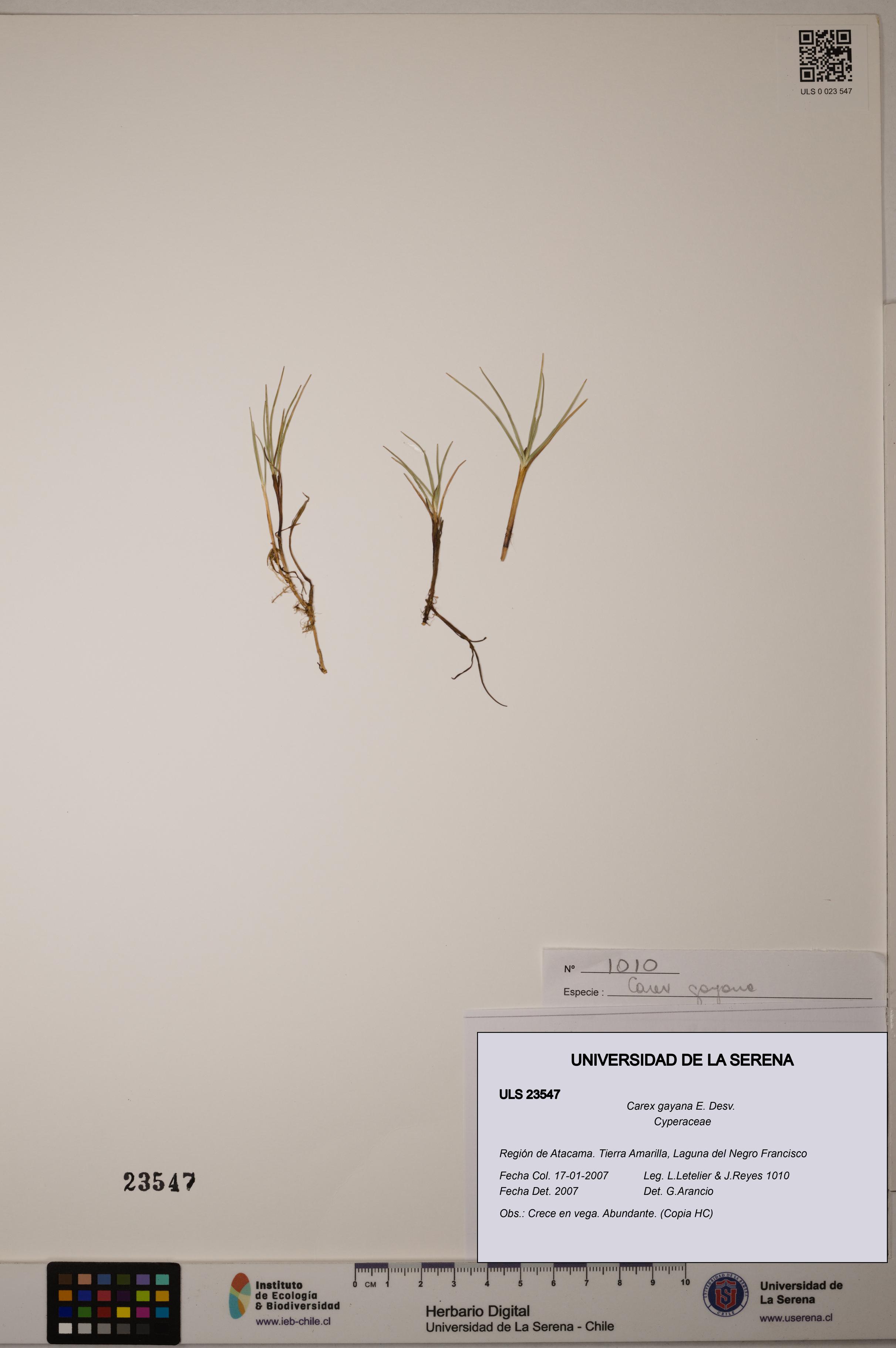 Carex gayana [Espécimen: ULS:ULS:0023547]