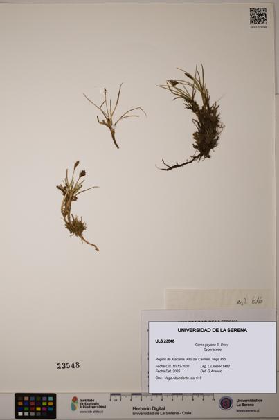 Carex gayana [Espécimen: ULS:ULS:0023548]