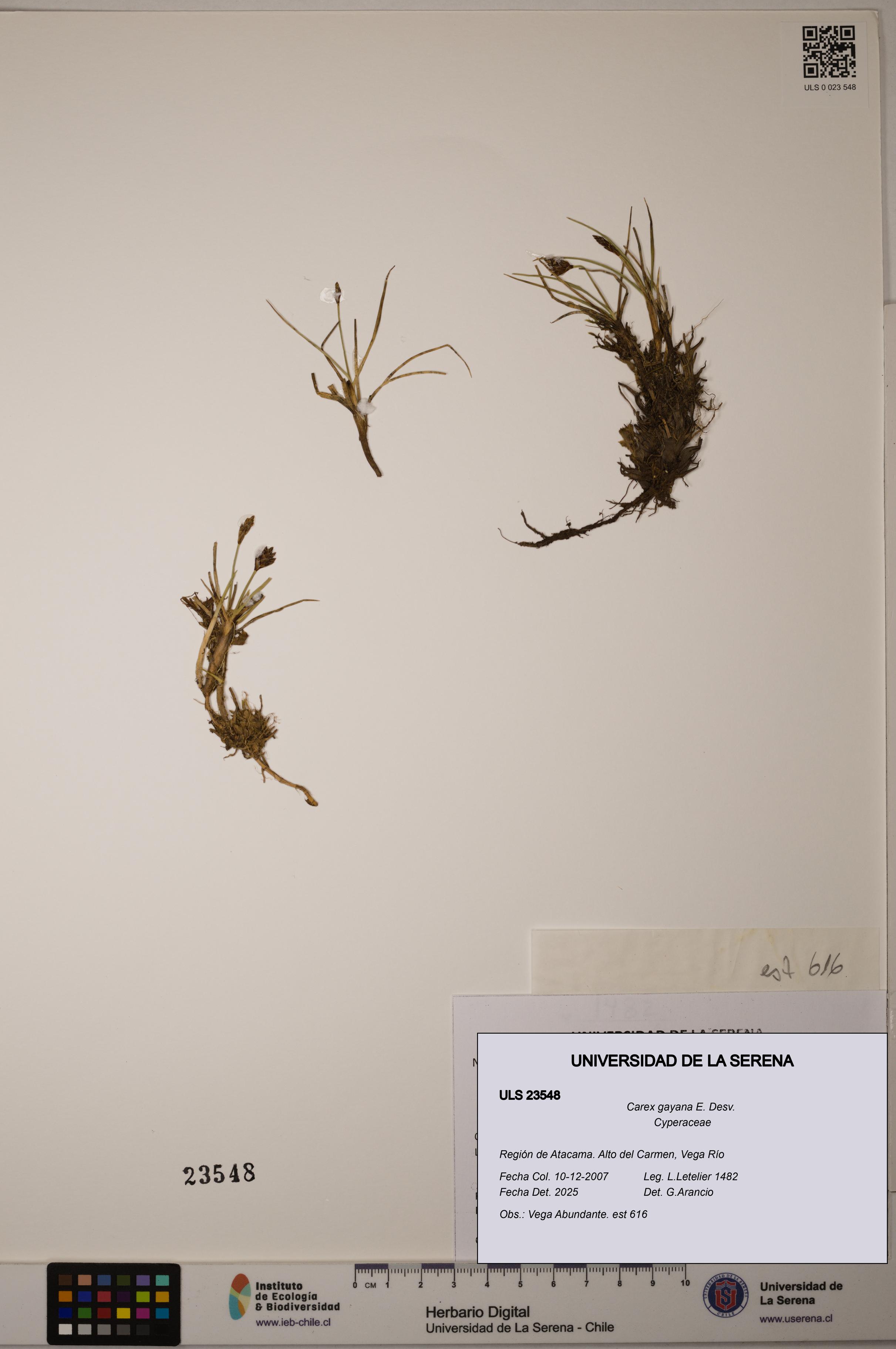 Carex gayana [Espécimen: ULS:ULS:0023548]